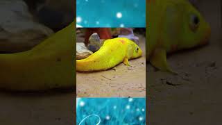 Crab Giant and Fish Koi 🐠🐍🦖shorts stopmotion trendingshorts stopmotionstudio trendingtiktok [upl. by Margaretta]