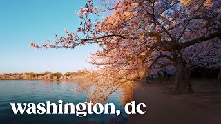 Sunrise Cherry Blossom Walk in Washington DC [upl. by Fischer]