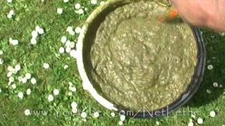 Instant Organic Liquid Compost DIY [upl. by Moonier]