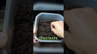 The BEST Substrate Mix For Terrariums [upl. by Xel]