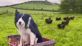 Awesome sheepdog herding sheep at work  running border collie [upl. by Merdith]