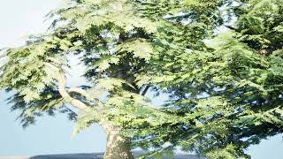 Game Ready Cedar of Lebanon Trees 3d Animation in Unreal [upl. by Ajtak]