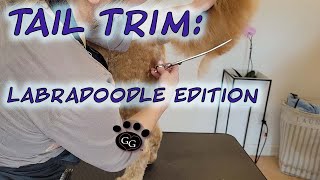 Tail Trim Labradoodle Edition  Grooming a Labradoodle  Ginas Grooming [upl. by Foah]