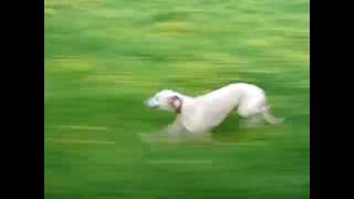 Whippet running at speed close up [upl. by Eendyc]