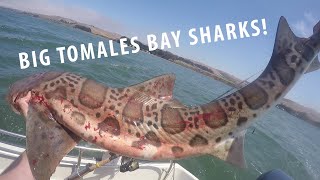 ITS A BIG SHARK Amazing Tomales Bay Fishing [upl. by Gurevich]