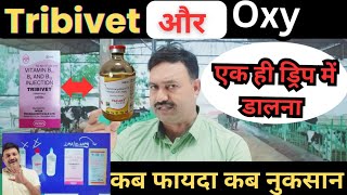 Tribivet और Oxy एक ही ड्रिप में कब करते है नुकसान Tribivet with oxytetracycline Injection veterinary [upl. by Andre545]