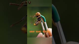 Most Dangerous Giant Hornet shorts [upl. by Nanni]