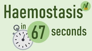 Haemostasis in 67 Seconds Physiology [upl. by Davilman]