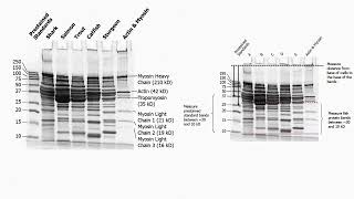 Agarose and Polyacrylamide Gel Description [upl. by Qidas208]