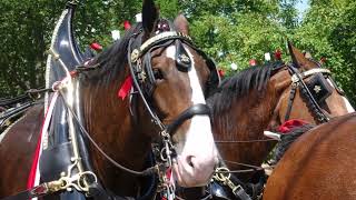 Clydesdales at the Hampton Falls Tricentennial [upl. by Airamalegna]