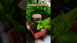 Brazillian Lucky Wood Plant shorts moneytree vastu youtubeshorts [upl. by Spanos]