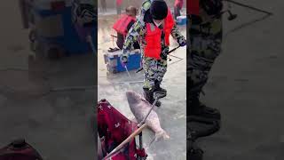 The process of catching silver carp on the frozen lake [upl. by Reteid]