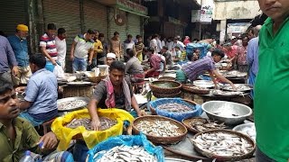 Wondrous Fish Market  Biggest Fish Market In Old Dhaka Bangladesh [upl. by Hadeehsar54]