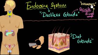 Endocrine system major hormones amp functions  Control amp Coordination  Biology  Khan Academy [upl. by Alle]