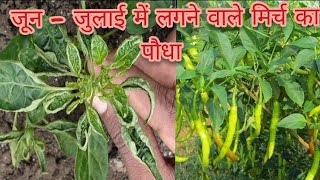 घर पर बनाएं नीम के पत्ते से दवा। how to grow chilli easy way [upl. by Therron121]