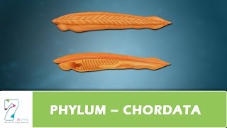 PHYLUM – CHORDATA [upl. by Kiki]