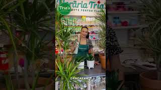 DRACAENA  Floraria Trias [upl. by Otrepur]