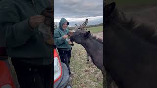 Chips and no Salsa chilis ranchlife mule donkey ranchmama country snacks ranch [upl. by Ahsiruam928]