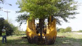 How To Grow A Weeping Willow Tree From Cuttings [upl. by Lorac]