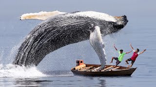 Blue Whale Fish Attack Ship  Fun Made Whale Shark Attack Movie whale [upl. by Yerfoeg]