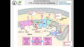 Cadena de transporte de electrones y fosforilacion oxidativa [upl. by Adelaide]