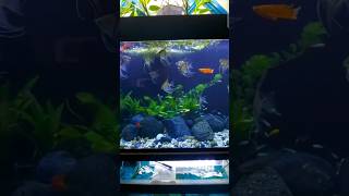 fish fishing aquarium minivlog fishtank aquariumfish pets petsvlog fishtankvlog facts [upl. by Aicirtan]