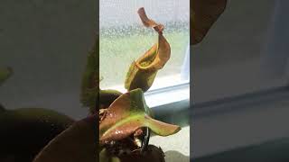 NVeitchii K x Candy stripe x candy stripe carnivorousplants nepenthes plants [upl. by Naletak]