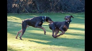 Funny Doberman Playing Compilation [upl. by Yleak194]