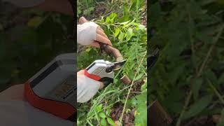 I have arthritic fingers and Im comfortable tools gardeningequipment pruning pruner diy [upl. by Ordnazil]