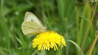 Bělásek zelný  Pieris brassicae [upl. by Anitra]