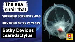 The sea snail that surprised scientists was identified after 25 years Bathy Devious cearadactylus [upl. by Fugere]