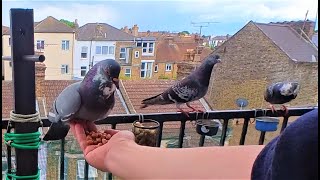 Brave Pigeon Jumps on the Hand But Speckled Jim and His Wife Dont Want None of it22 [upl. by Nairod]