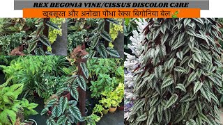 Rex begonia VineCissus Discolor CareMost beautiful and Rare Foliage VineGardening Tips By Aryan [upl. by Edlin]