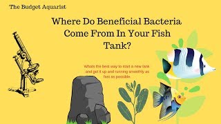 Where do good bacteria live and how can we get them into new tanks [upl. by Sholes]