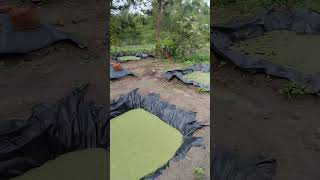 AZOLLA PONDS agriculture farming feeds youngfarmerKenya [upl. by Norrahc]