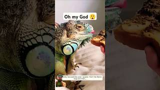 lizard dragon monster girgit ytshorts shorts viralyoutubeshorts trendingshorts greenscreen [upl. by Nelson232]