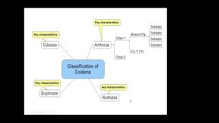 Classification of Cnidaria [upl. by Gwenni943]