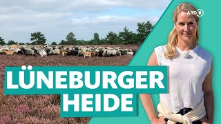 Lüneburger Heide – Urlaub und Entspannung zwischen Heideblüten  Wunderschön  ARD Reisen [upl. by Sinnylg]