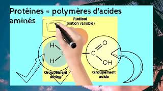 Biochimie Structurale S3  les Acides Aminés [upl. by Ainej]