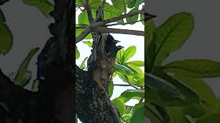 Nestlings In A Tree Hole adorable lovely birds myna happy beautiful enjoyment nature shorts [upl. by Elwina249]