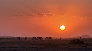 Travels Around Kenya and Safaris [upl. by Ceevah]