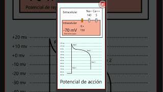 ECG 1  Potencial de acción [upl. by Rtoip]