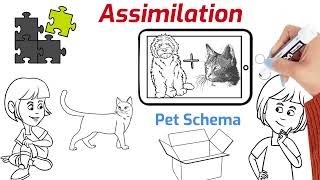 Assimilation vs Accommodation Understanding Cognitive Processes [upl. by Gaskill]