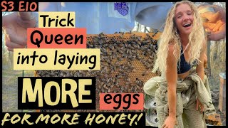 More EGGS  More HONEY Beekeeping 101 beekeeping [upl. by Latsirhc]