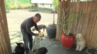 Cesar Millan Explains Aggression During Feeding [upl. by Adni]