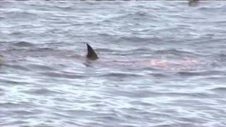 sea lion is attacked by white shark at Farallon Islands [upl. by Ayerf688]