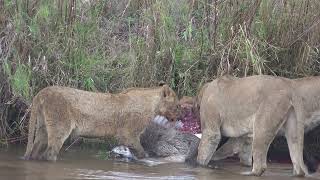 Waterbuck Kill [upl. by John333]