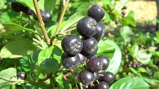 Aronia im eigenen Garten anbauen und vermehren [upl. by Sedgewake]