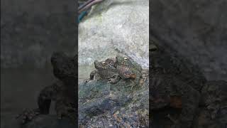 Frog Croaking Sound Effect  Sounds in Nature naturesounds [upl. by Onailimixam]