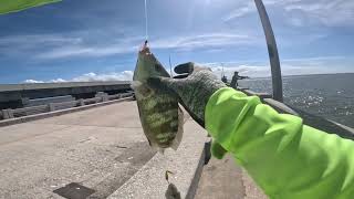 Back to Skyway pier pompano jigging after hurricane Milton pompanofishing [upl. by Elay694]